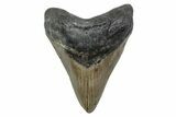 Fossil Megalodon Tooth - North Carolina #379226-1